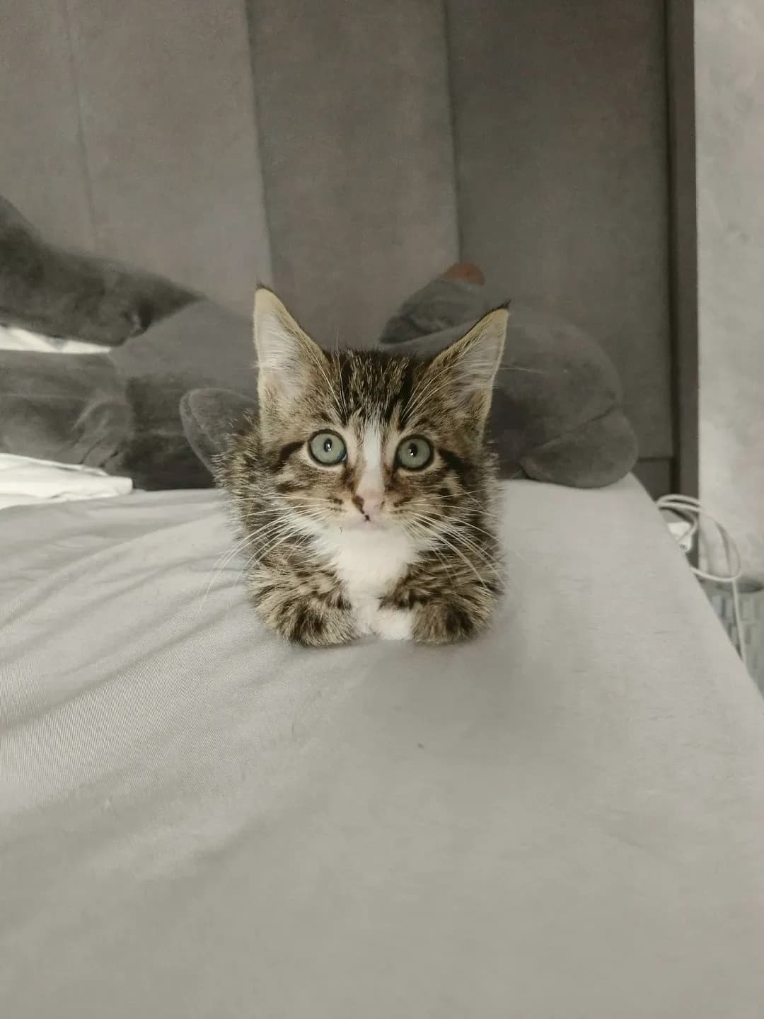 Фото котенка из приюта Бездомыши-Чкаловск Калининград